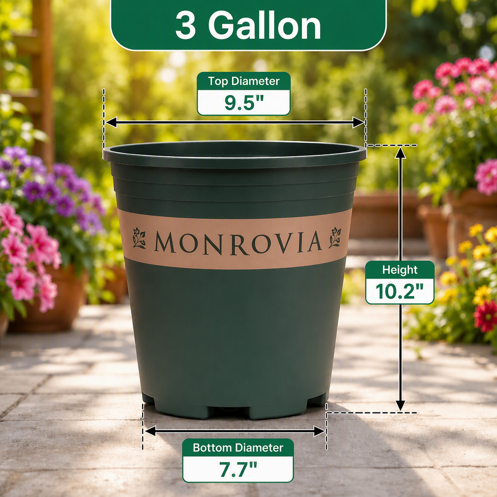 3G Dim - Vibrant - Single Pot